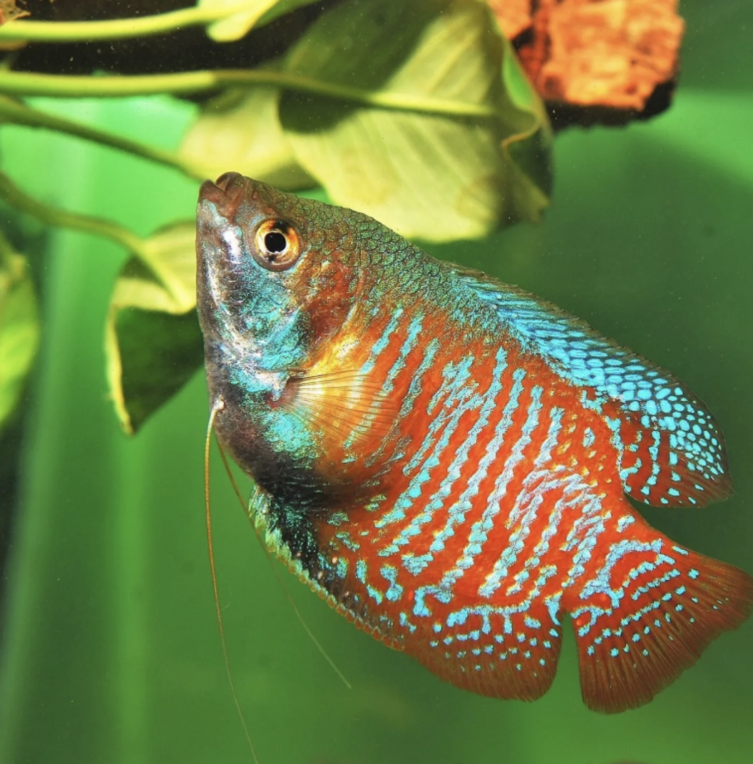 Vibrant Tropical Fish