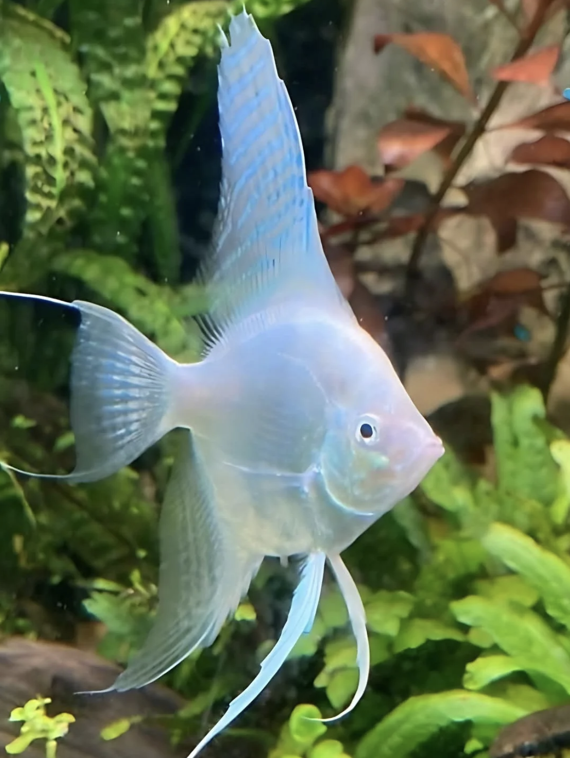 Colorful Marine Fish