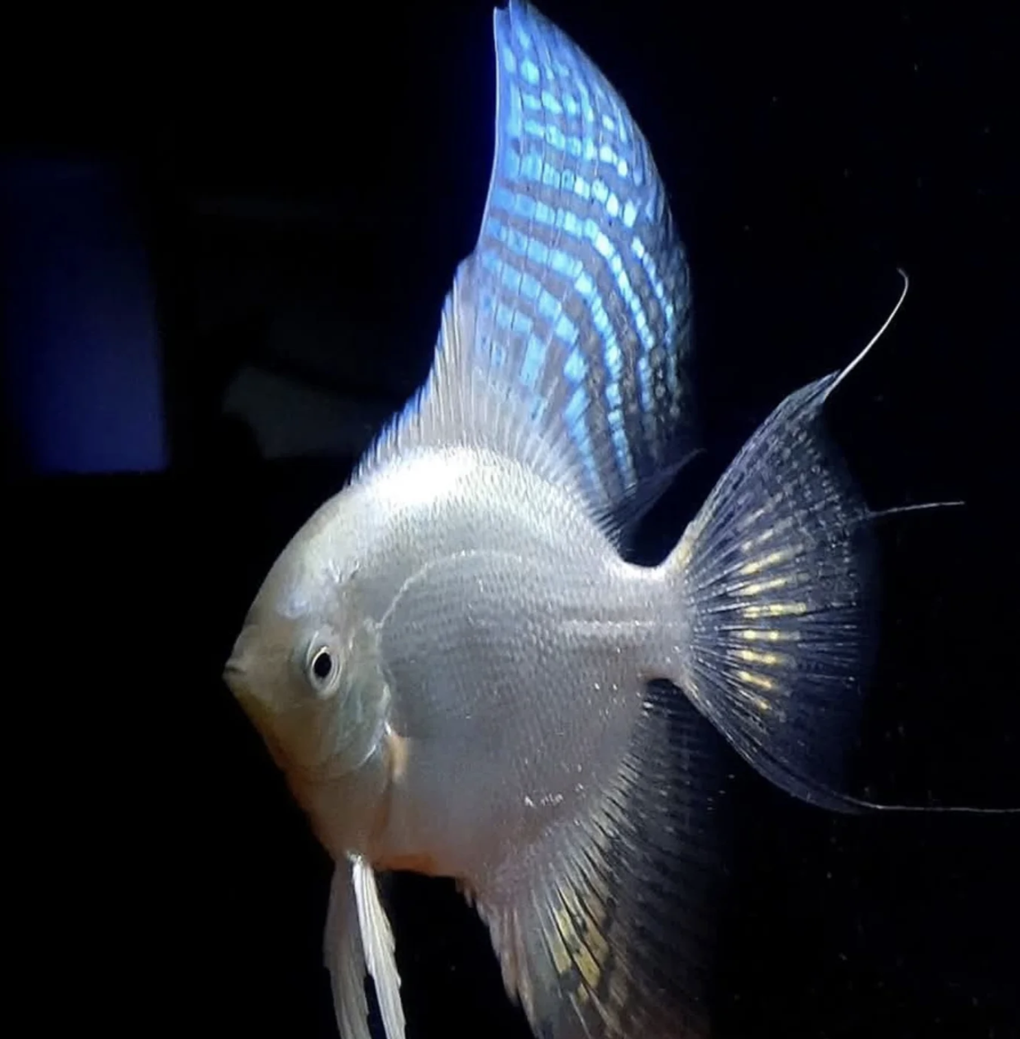 Elegant Aquarium Fish