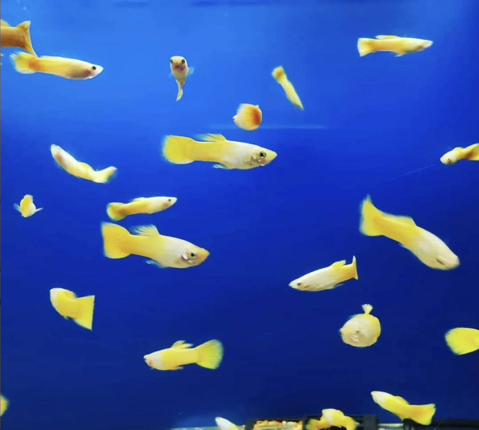Fresh Water Beauties