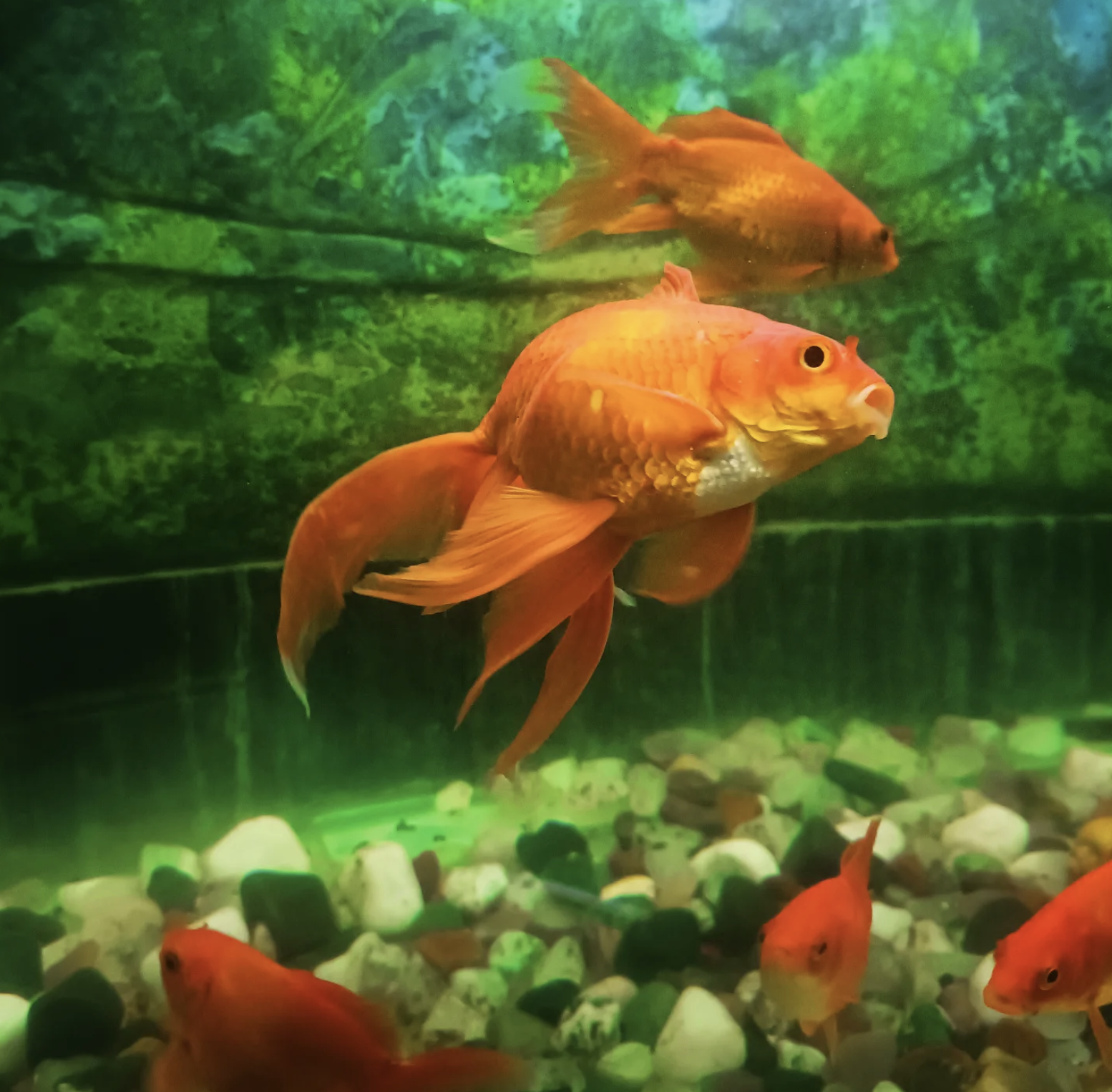 Aquatic Companions