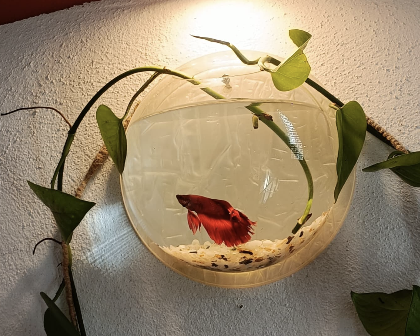 Stunning Fish Collection